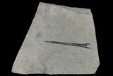 6.2" Fossil Belemnite (Youngibelus)  - Germany - #180448-1